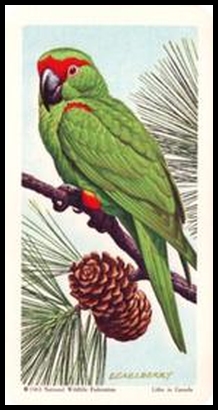 14 Thick billed Parrot